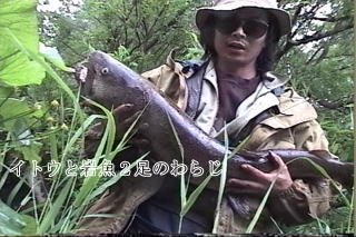 幻の巨大魚イトウ・北海道のイトウ・チライ・オビラメ