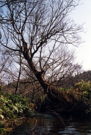 北海道イトウの森