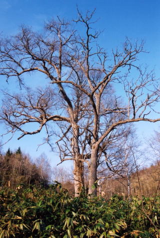 北海道イトウの木