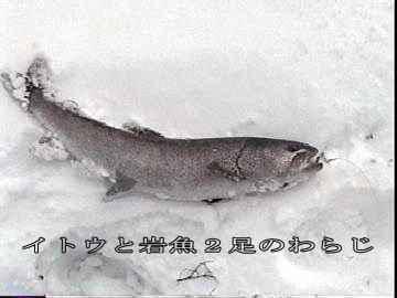 北海道のイトウ・真冬のイトウ・幻の魚イトウ・チライ・オビラメ