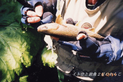 岩魚・尺・大岩魚
