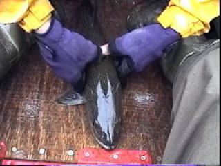 北海道のイトウ・水界の森に潜む幻の魚を釣り上げた・チライ・オビラメ