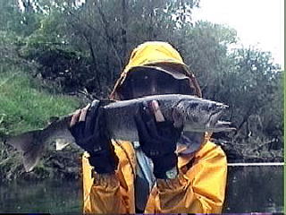 幻の巨大魚イトウ・北海道のイトウ・チライ・オビラメ・水界の森に潜むイトウ