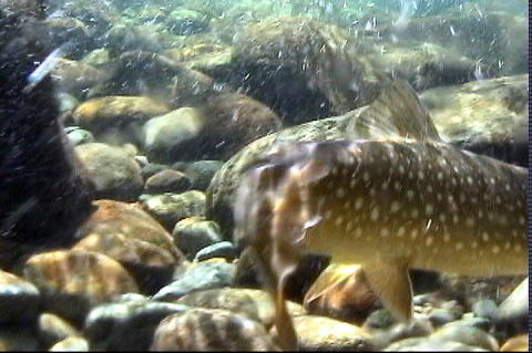 水中で写した大岩魚２