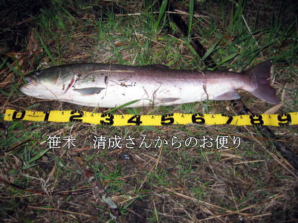 北海道で幻の魚イトウ　笹木　清成さんから